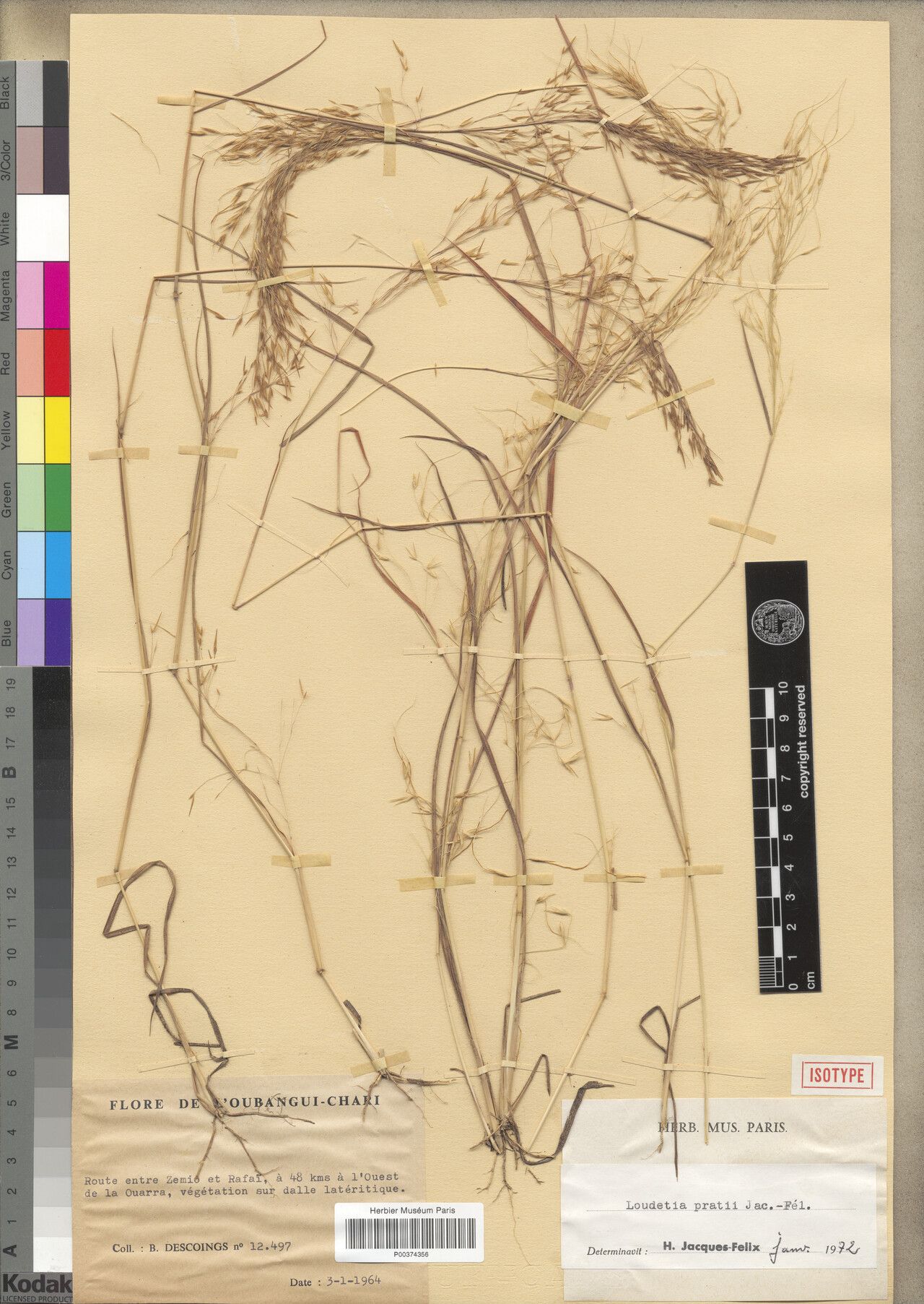 Loudetia pratii — houseplant care guide