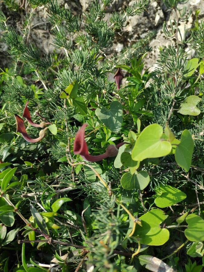 Aristolochia baetica — search result for 'Algeria'