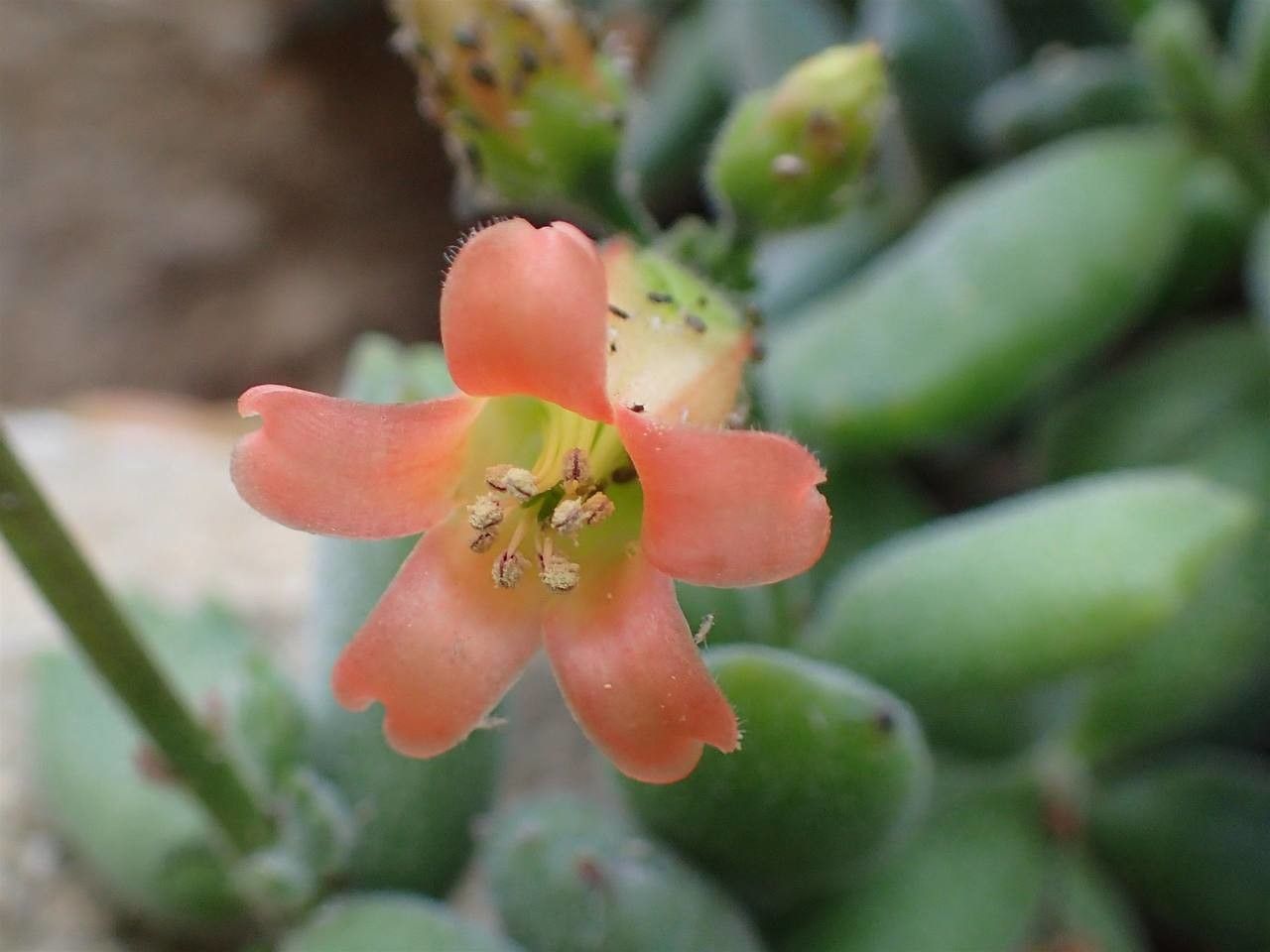 Cotyledon tomentosa flower
