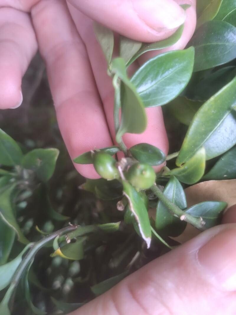 Sarcococca pruniformis fruit