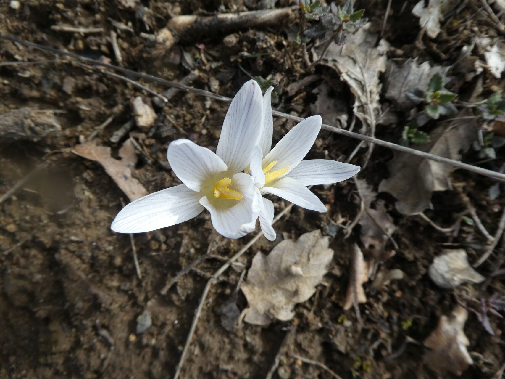 Crocus nevadensis flower