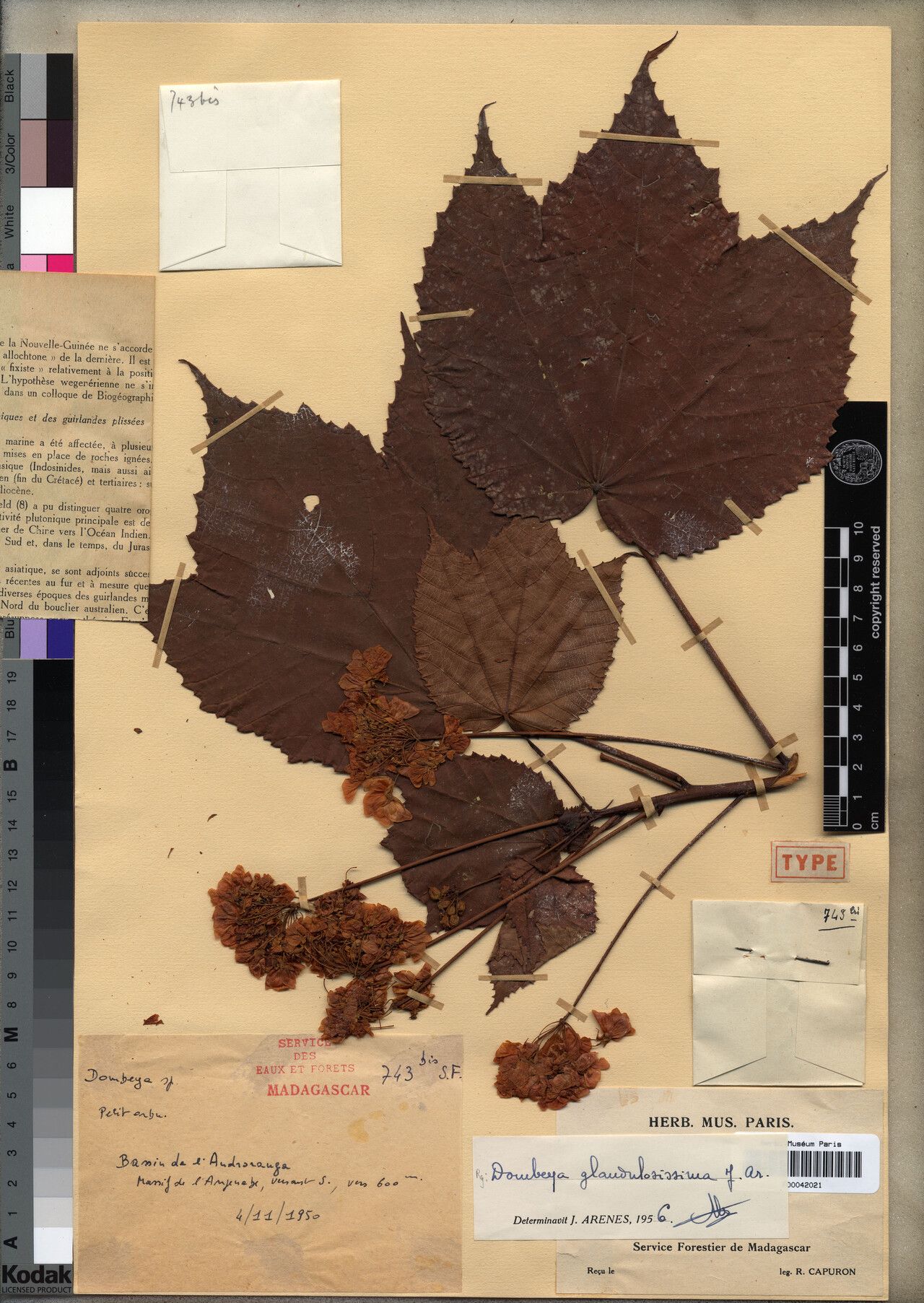 Dombeya glandulosissima — houseplant care guide