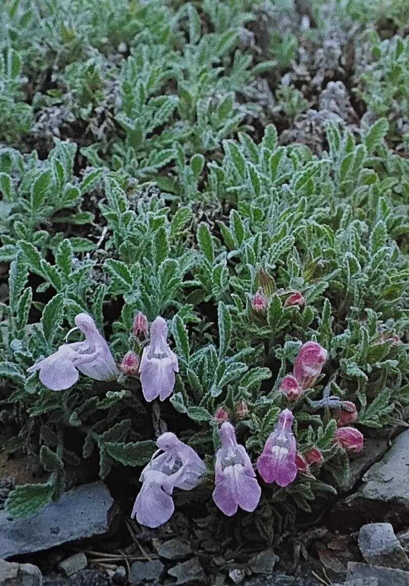 Salvia caespitosa — houseplant care guide