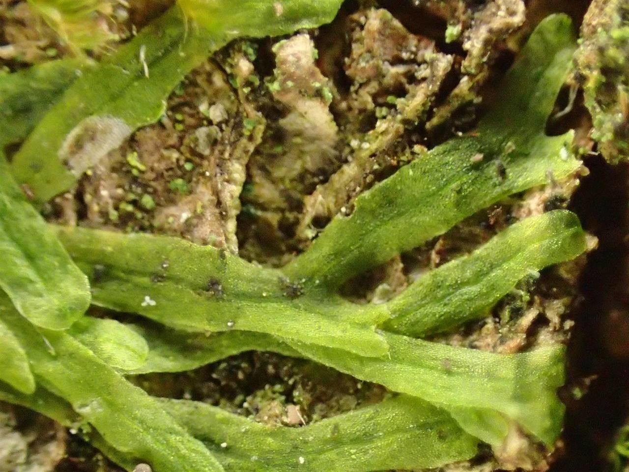 Metzgeria furcata leaf