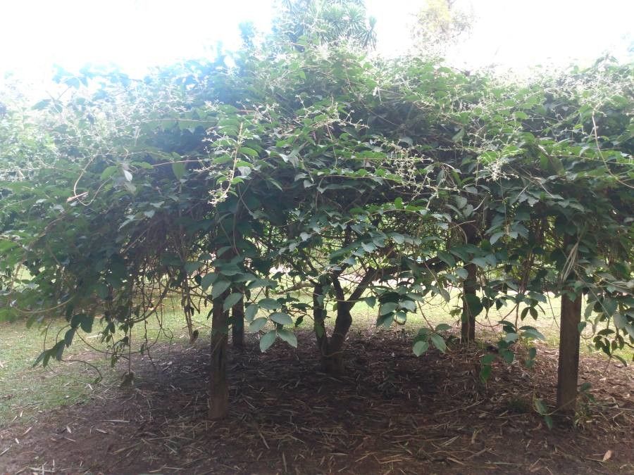 Congea tomentosa habit