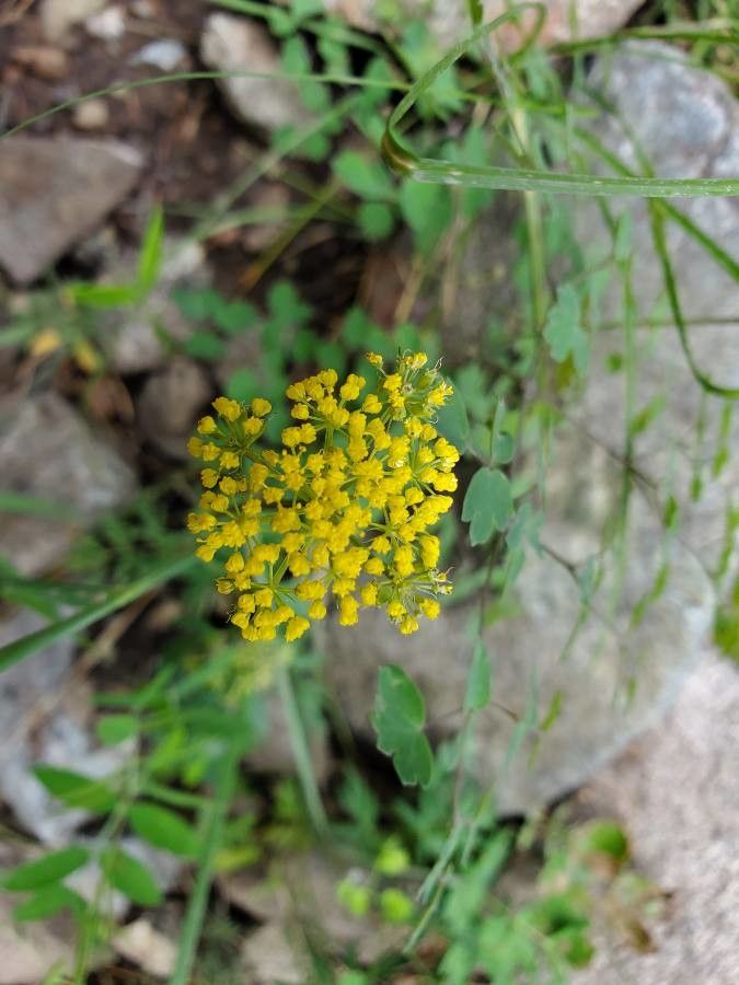 Pseudocymopterus montanus flower