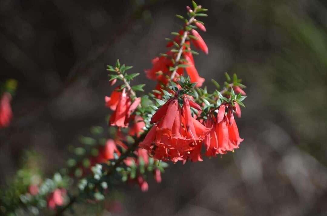Epacris impressa flower