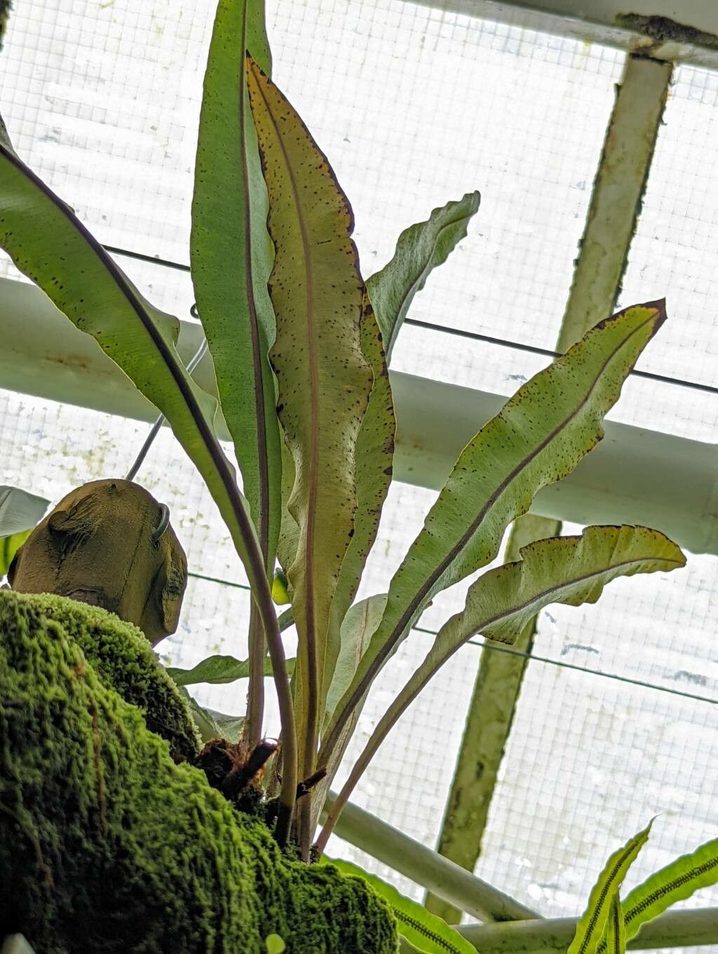 Elaphoglossum erinaceum habit