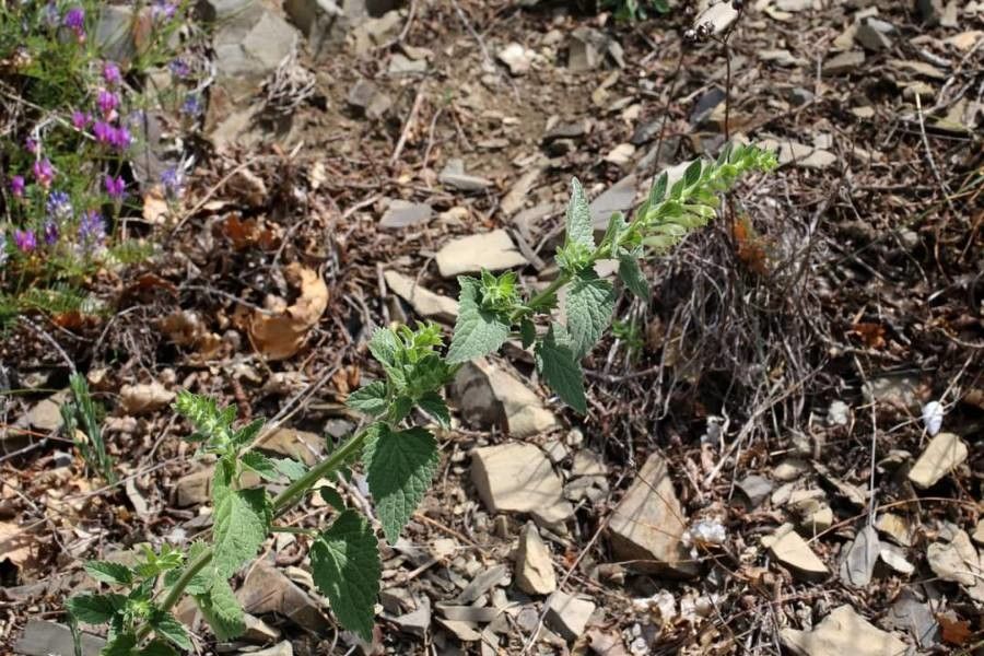 Scutellaria albida habit