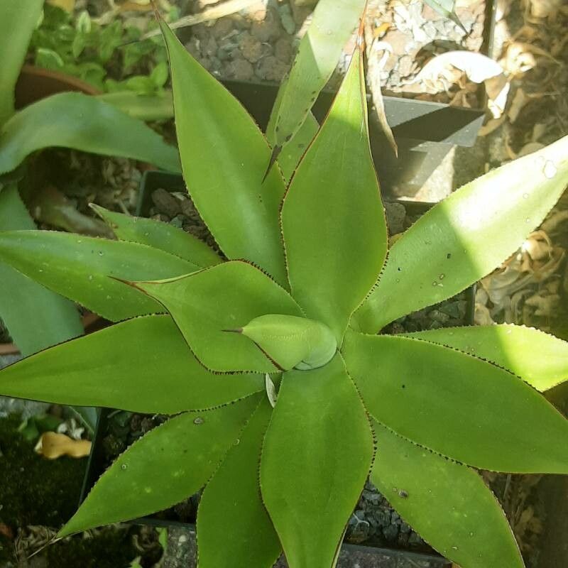 Agave mitis — search result for 'Agave'