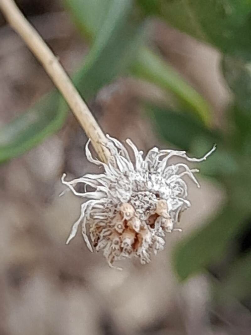 Pulicaria aucheri fruit