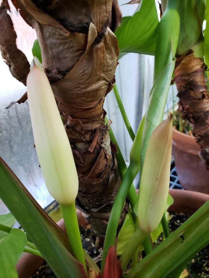 Homalomena cordata flower