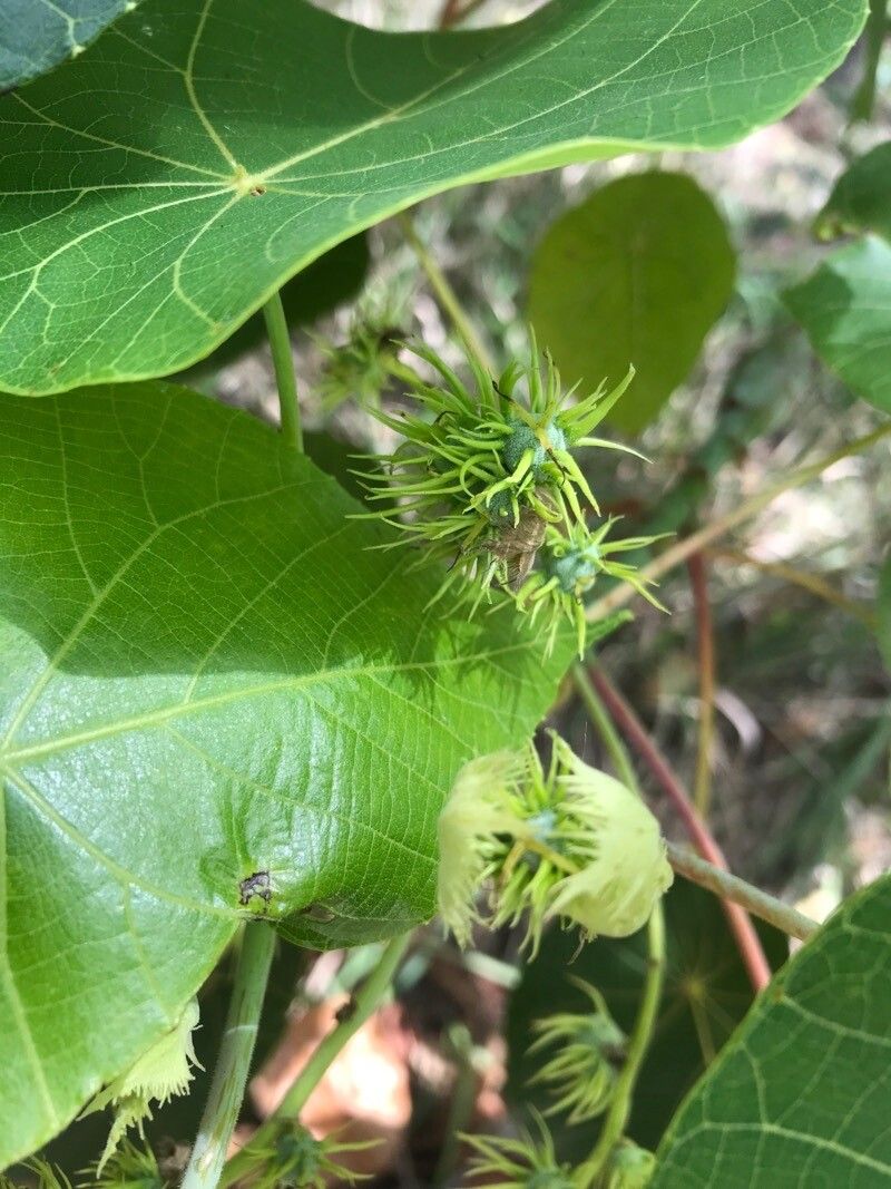 Macaranga tanarius flower
