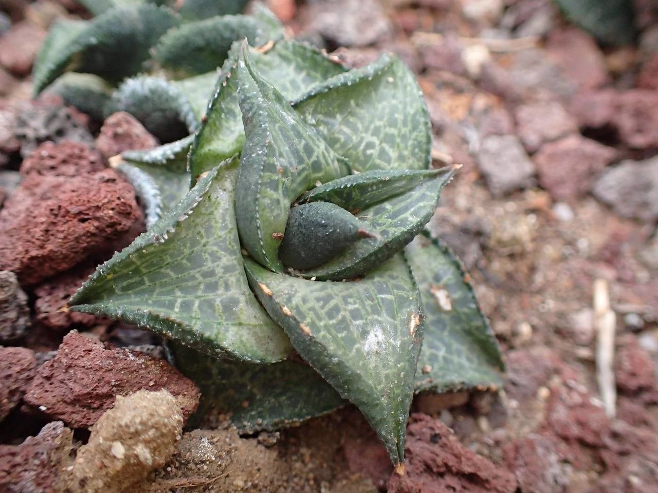 Haworthia venosa habit