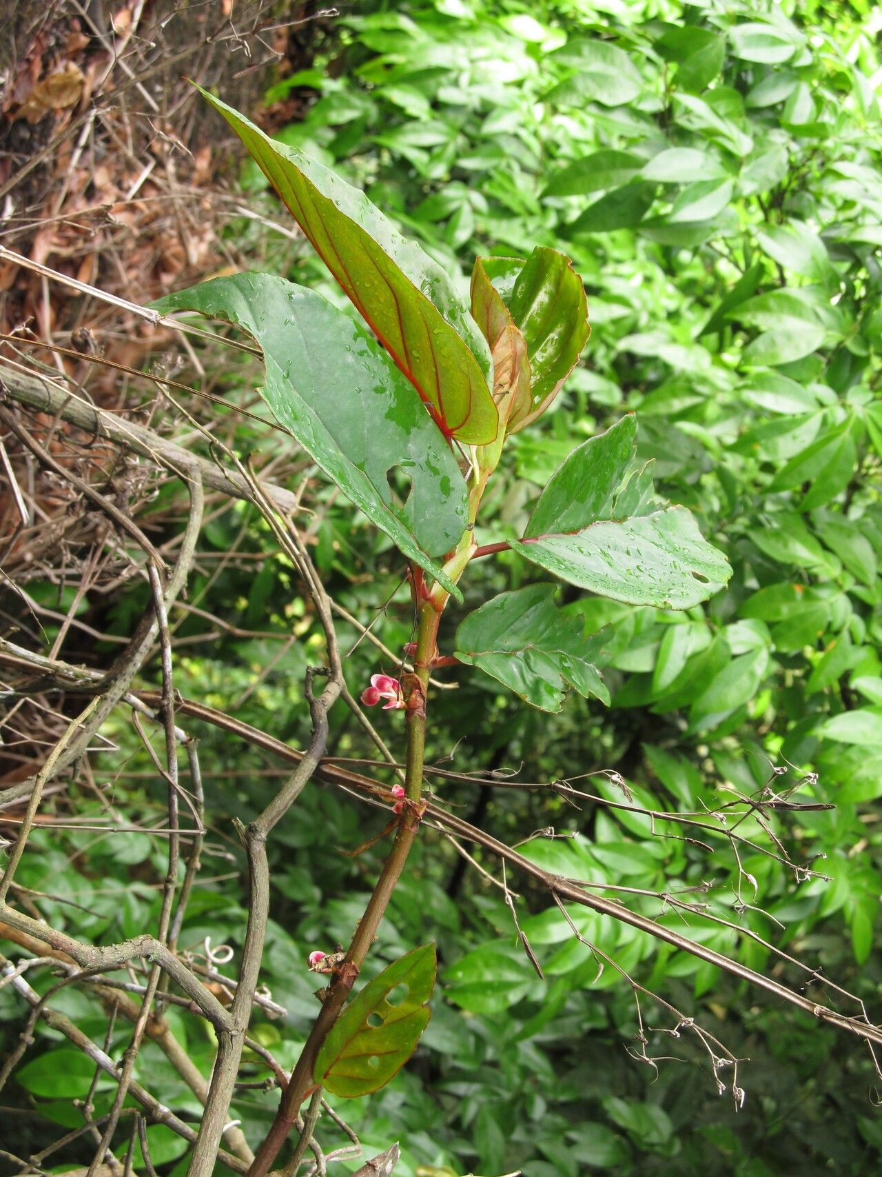 Begonia mannii habit