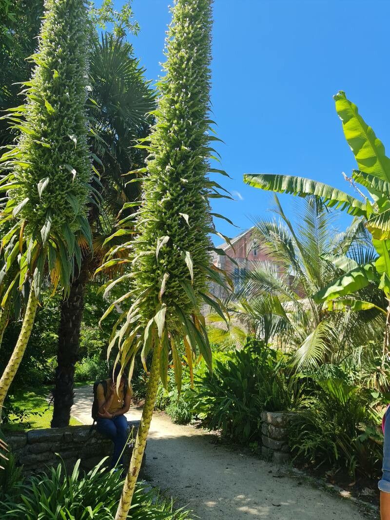 Echium pininana flower
