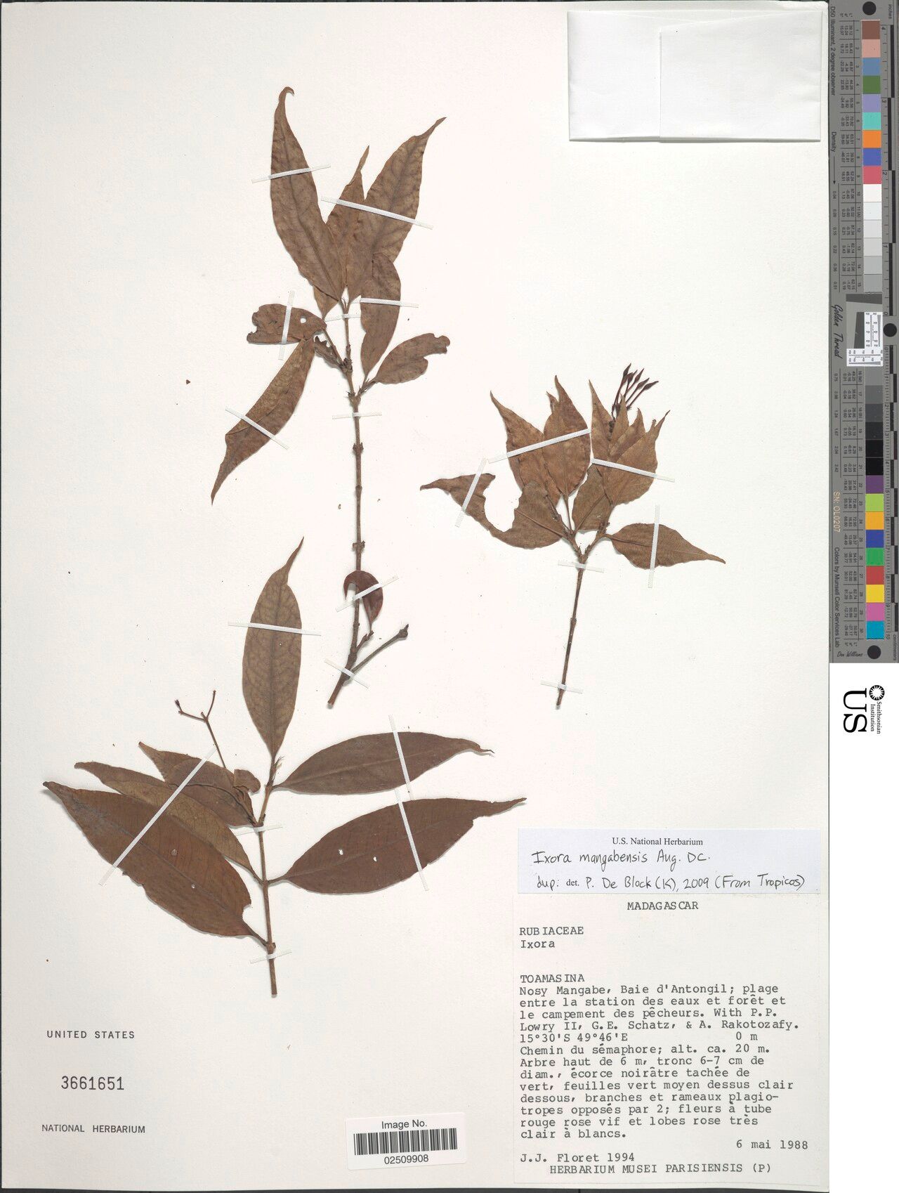 Ixora mangabensis — search result for 'Ixora'