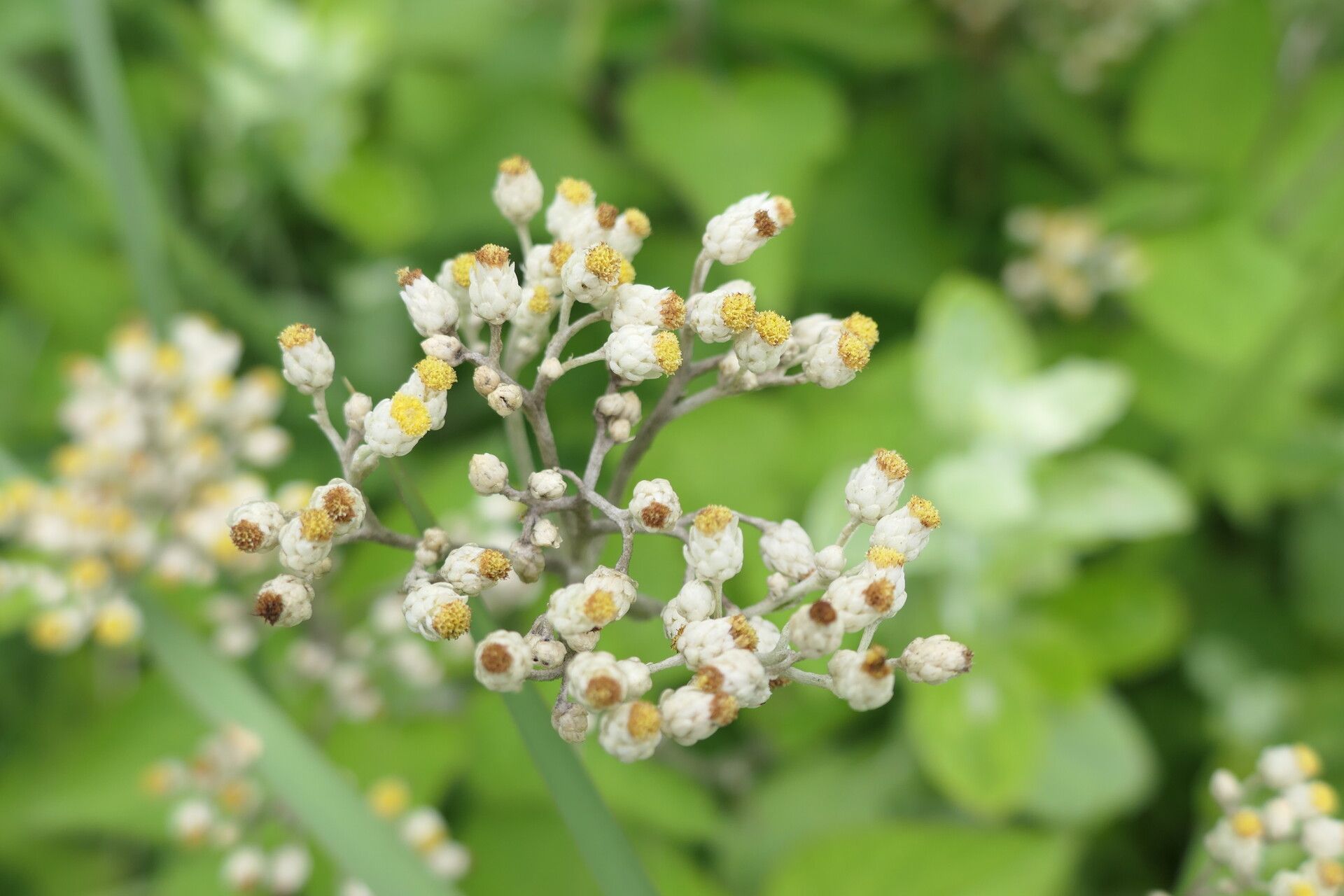 Helichrysum panduratum flower