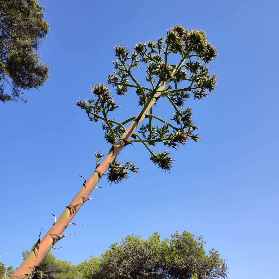 Agave sisalana fruit