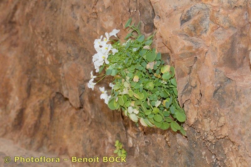 Sarcocapnos crassifolia bark