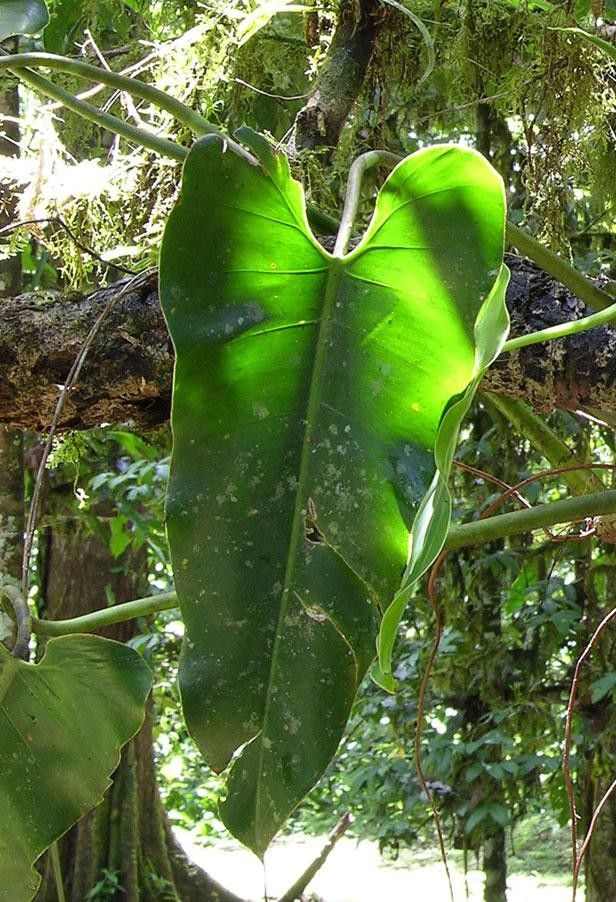 Philodendron aromaticum — houseplant care guide