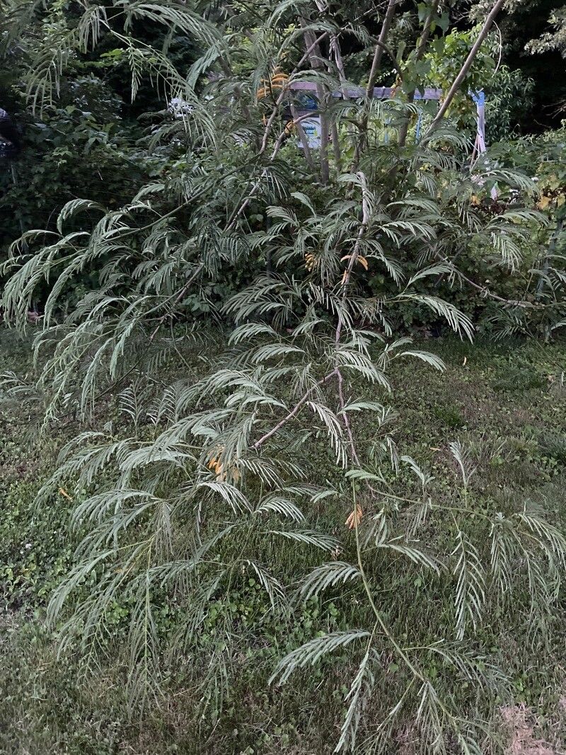 Leucaena pulverulenta leaf