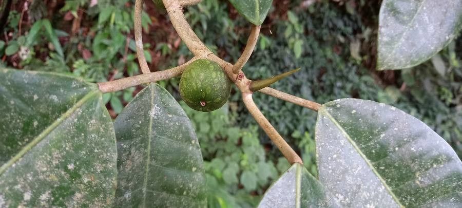 Ficus tonduzii fruit