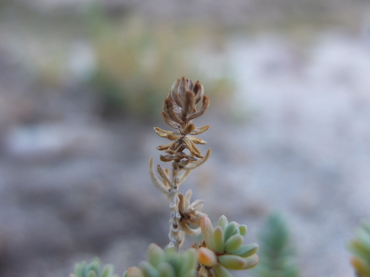Suaeda foliosa fruit