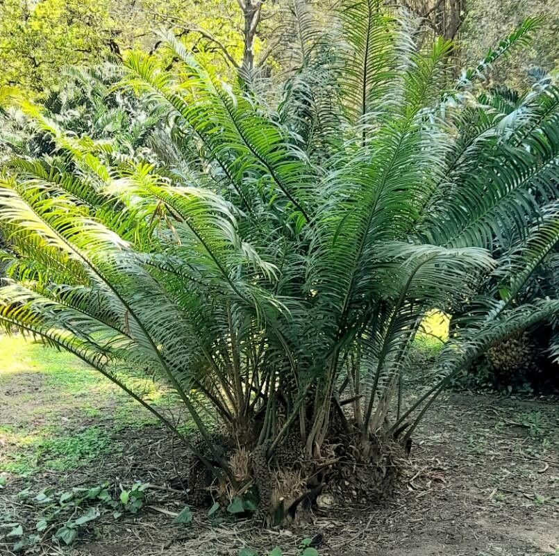 Encephalartos villosus habit