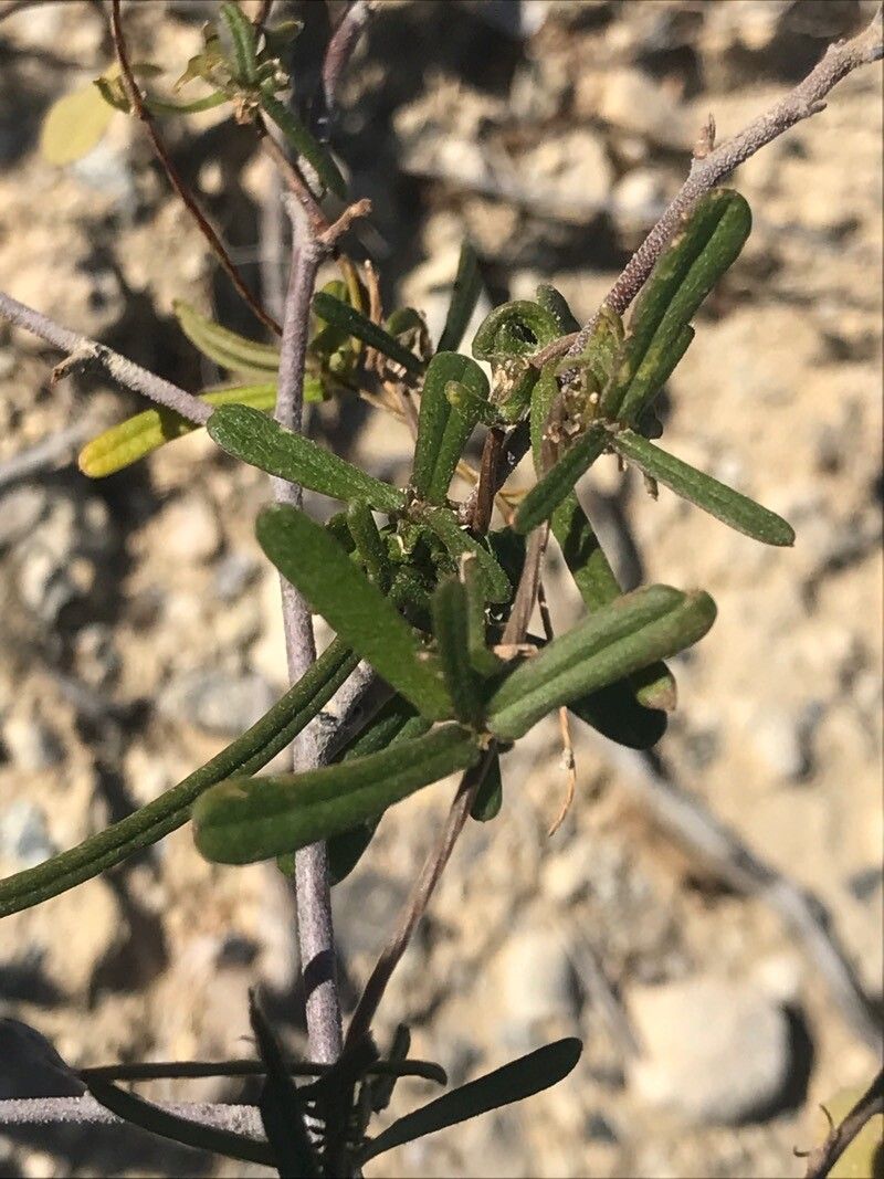 Jacquemontia havanensis — search result for 'Cuba'