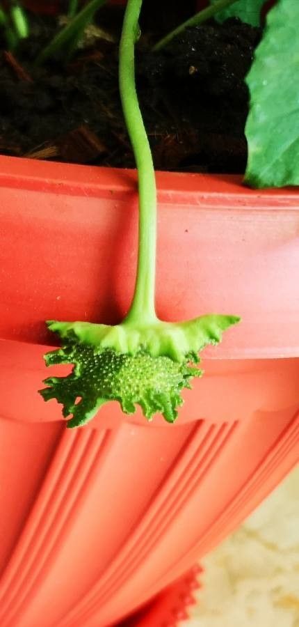 Dorstenia drakena flower
