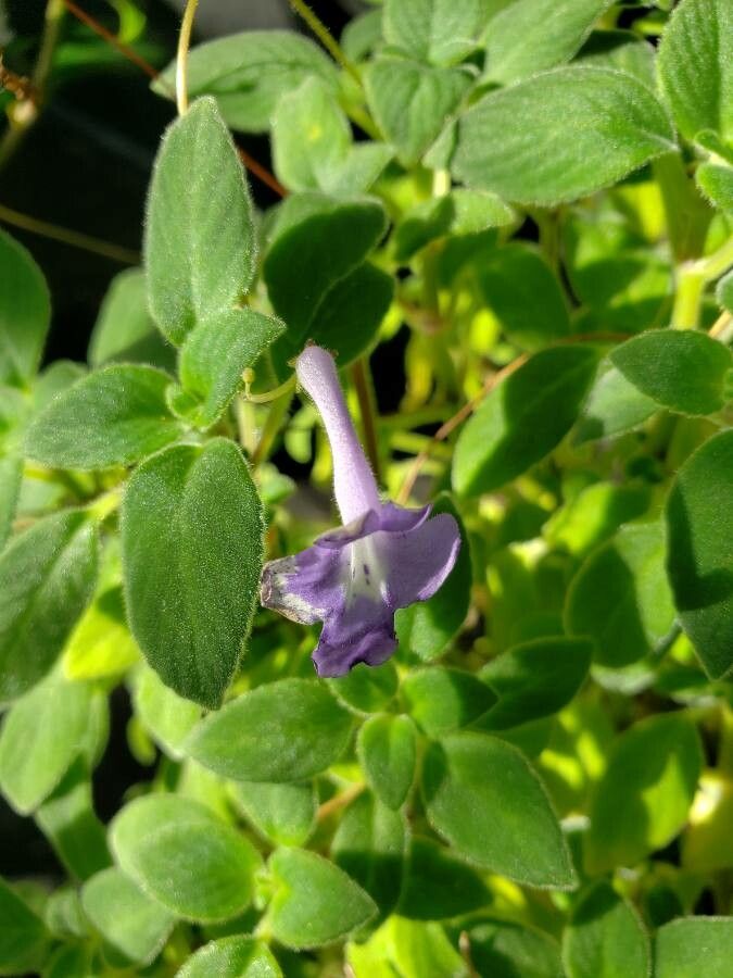 Streptocarpus caulescens flower