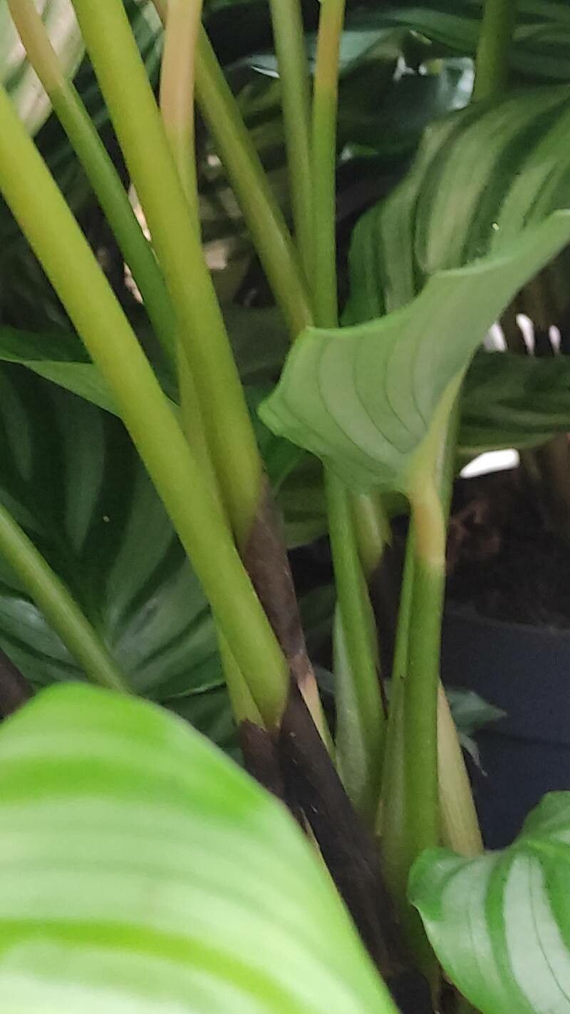 Goeppertia orbifolia bark