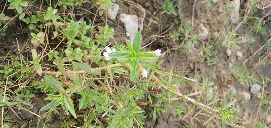 Gratiola officinalis leaf