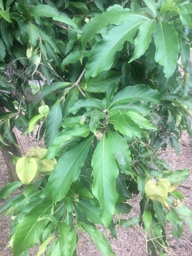Cordia oncocalyx leaf