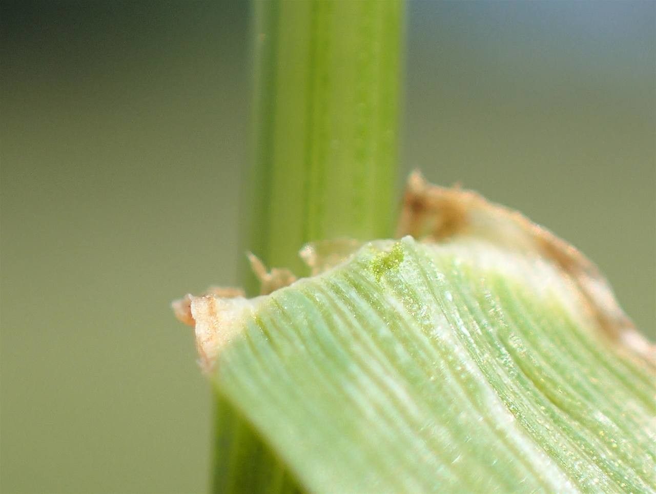 Schedonorus pratensis fruit
