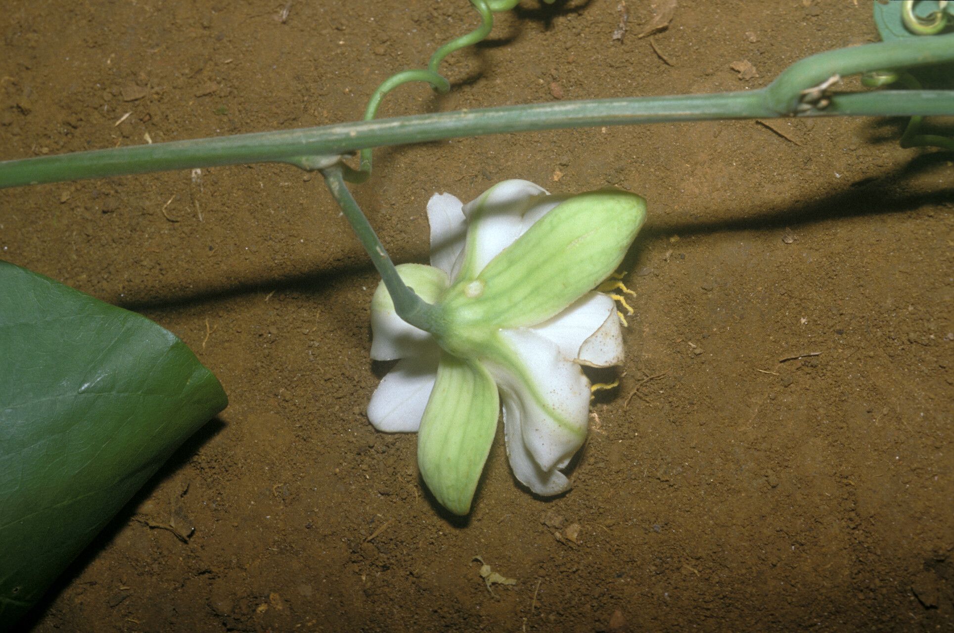 Passiflora vescoi flower