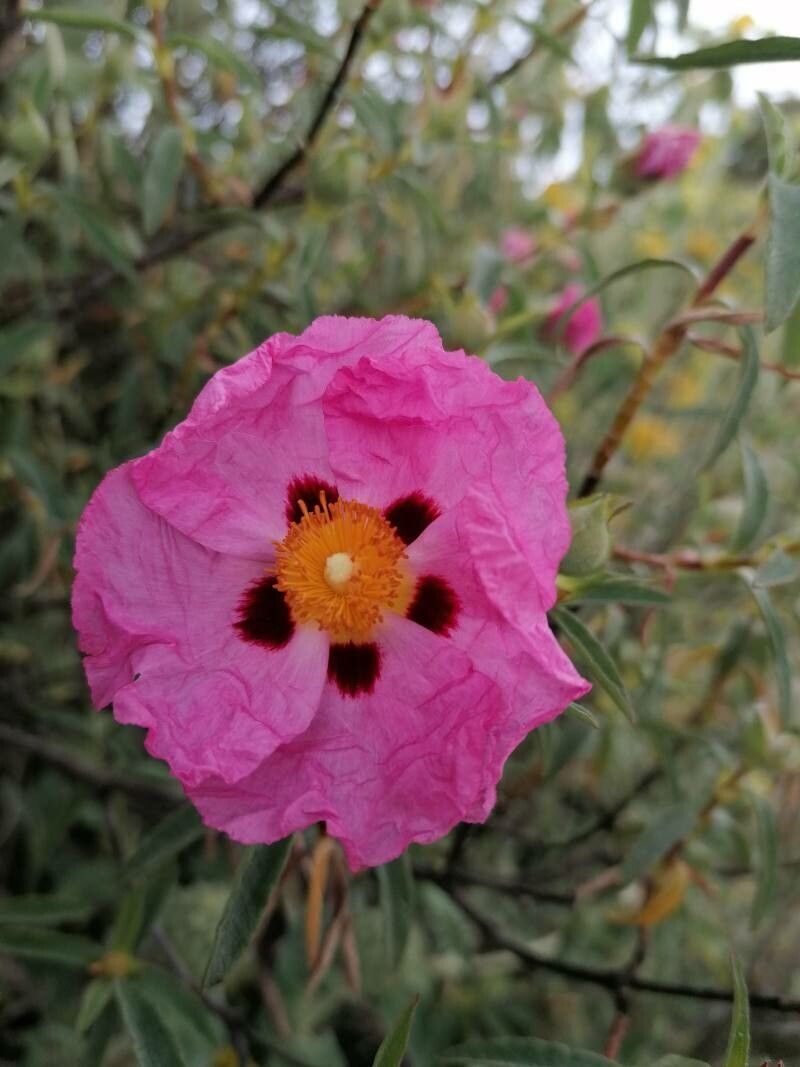 Cistus × purpureus flower