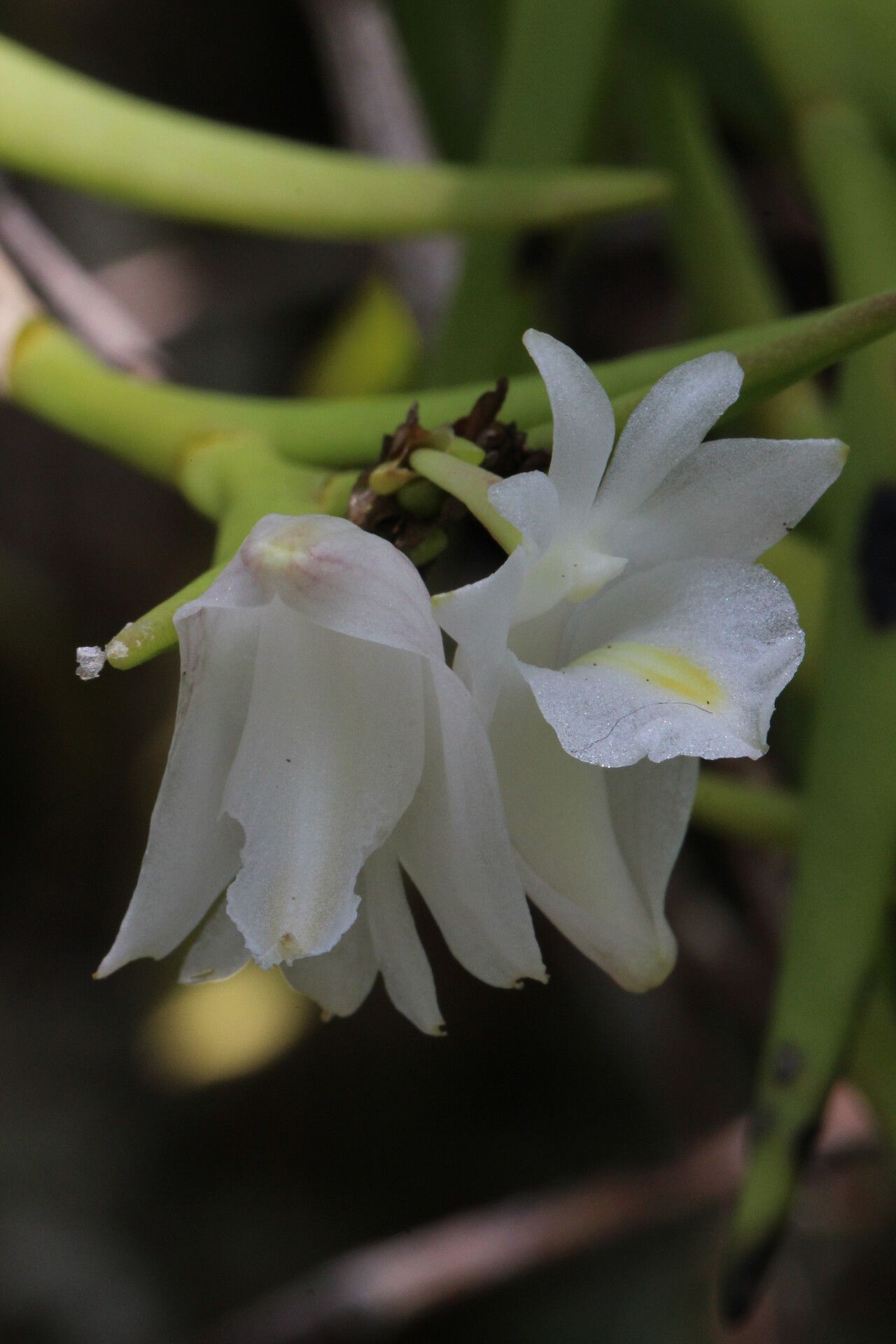 Dendrobium sphenochilum flower