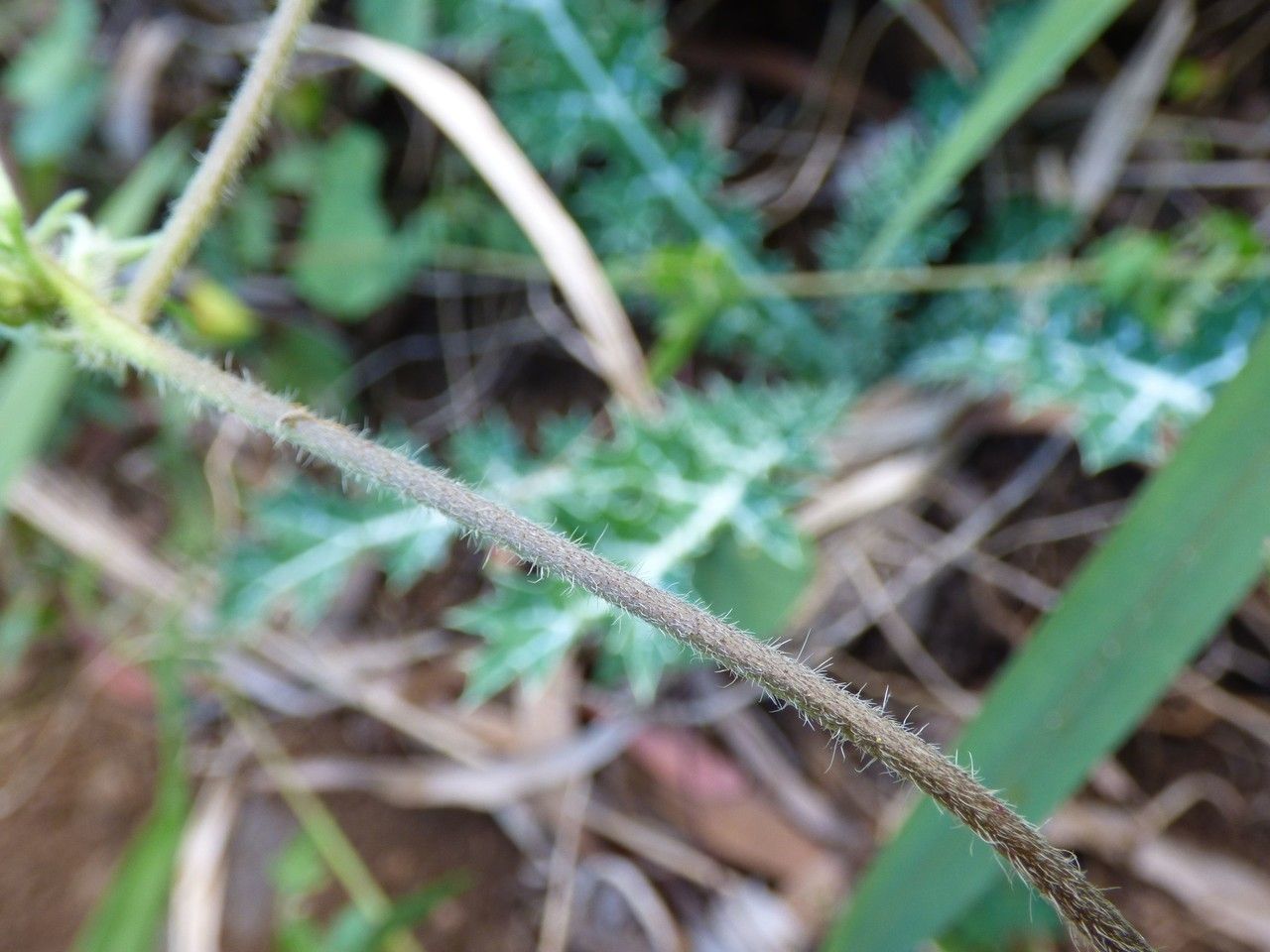 Ipomoea eriocarpa bark