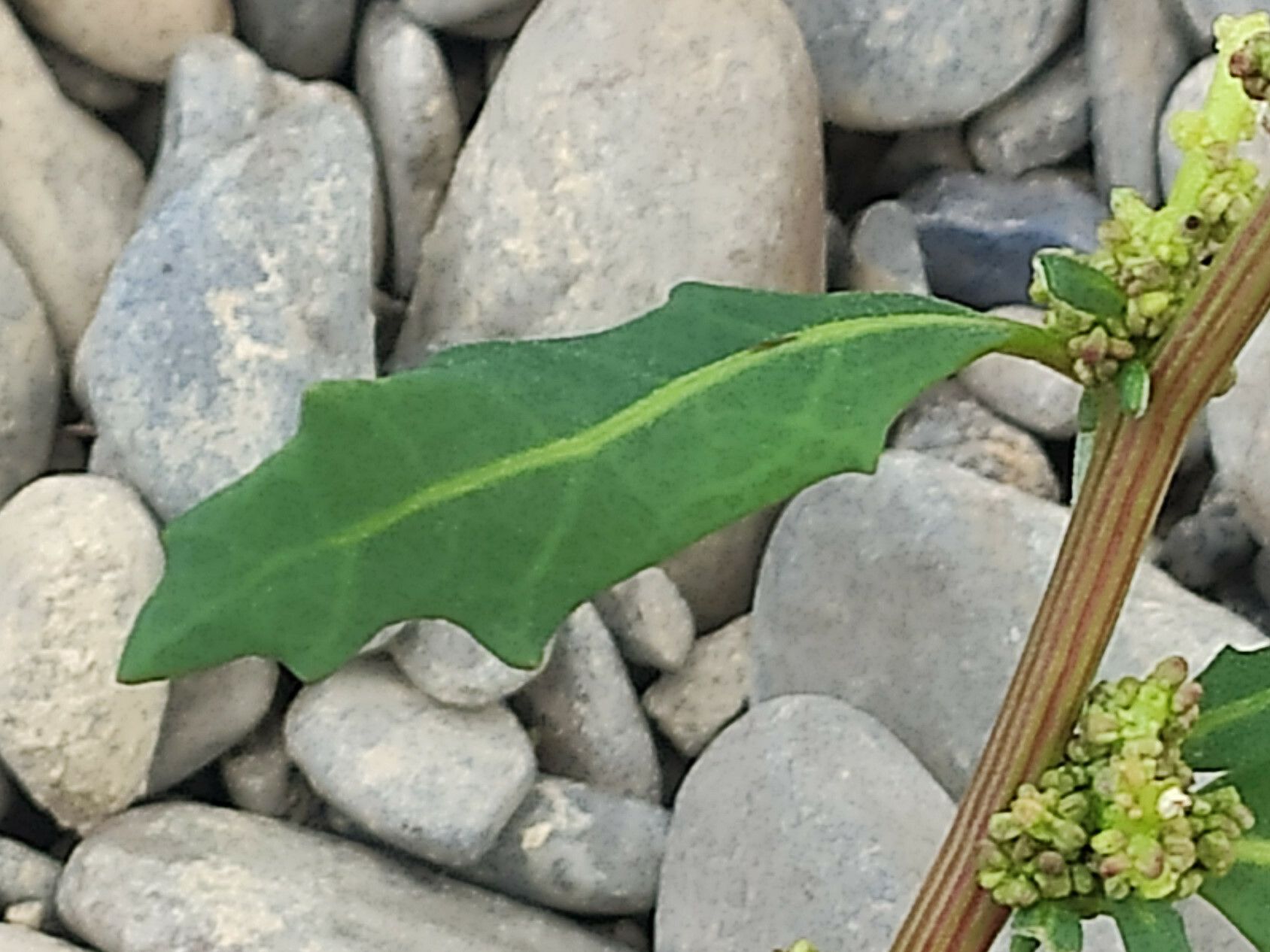 Chenopodium glaucum leaf