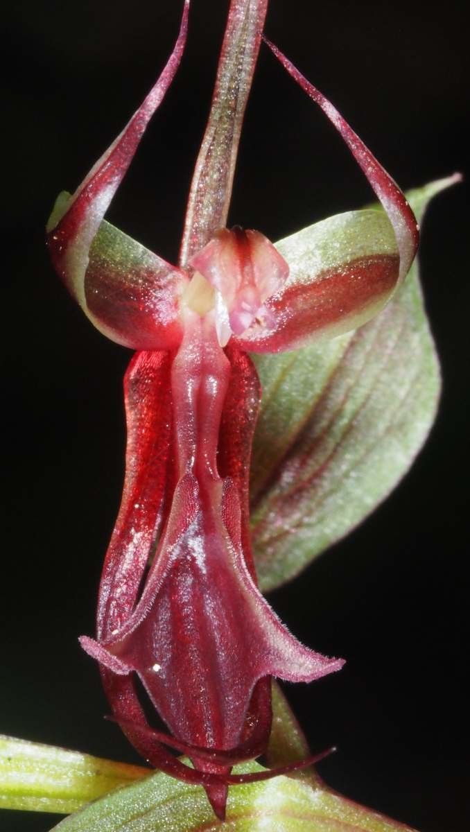 Acianthus bracteatus fruit