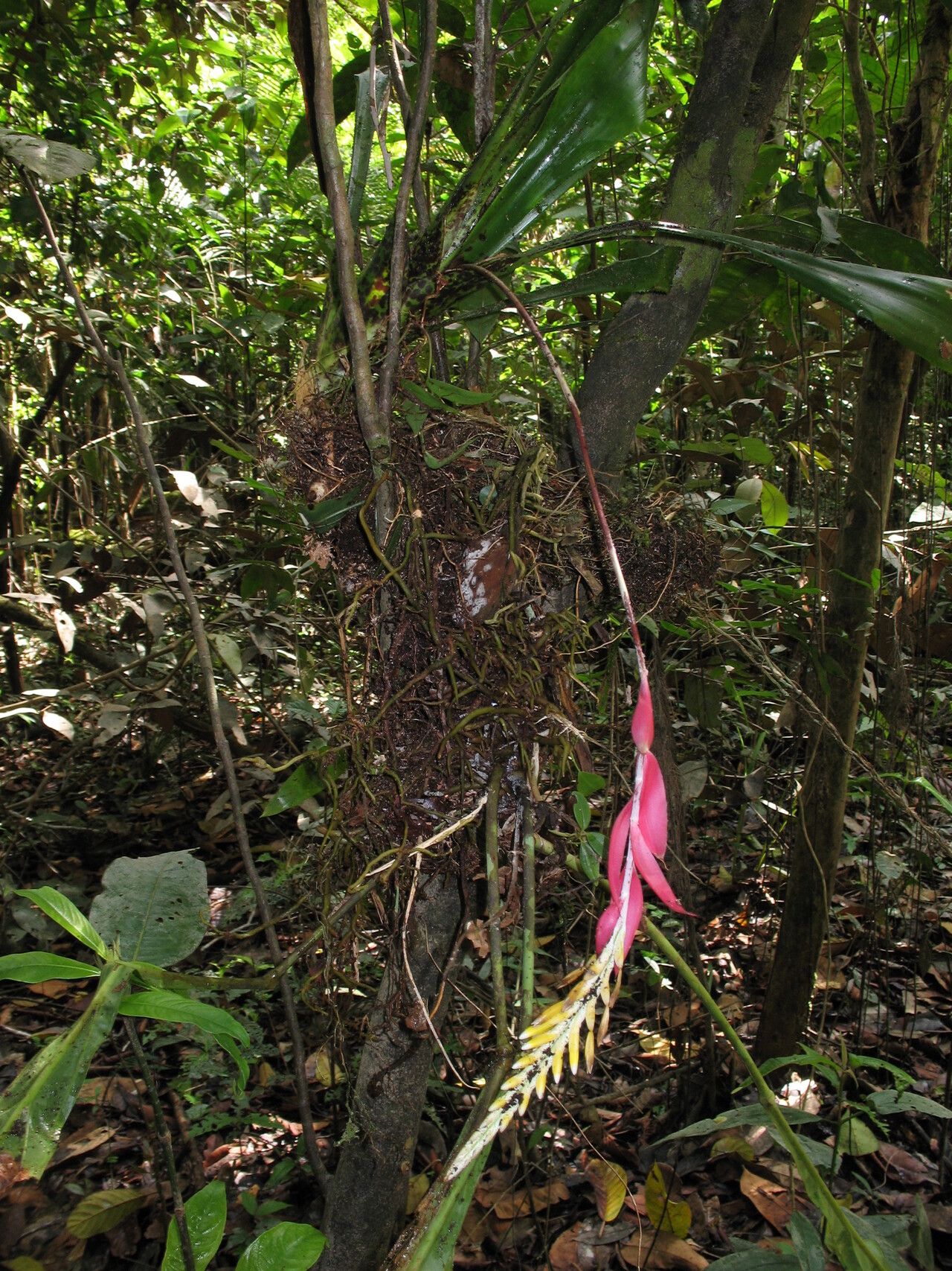 Aechmea contracta habit