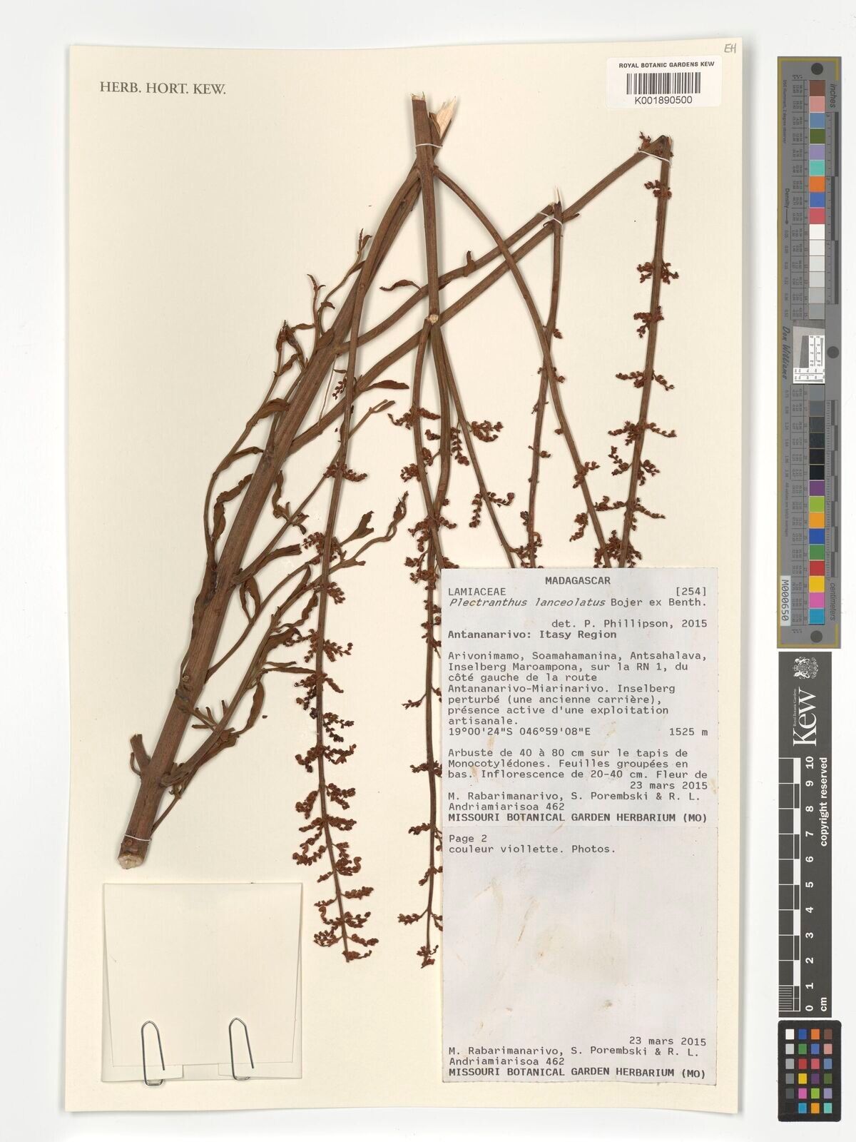 Coleus lanceolatus — search result for 'Coleus'