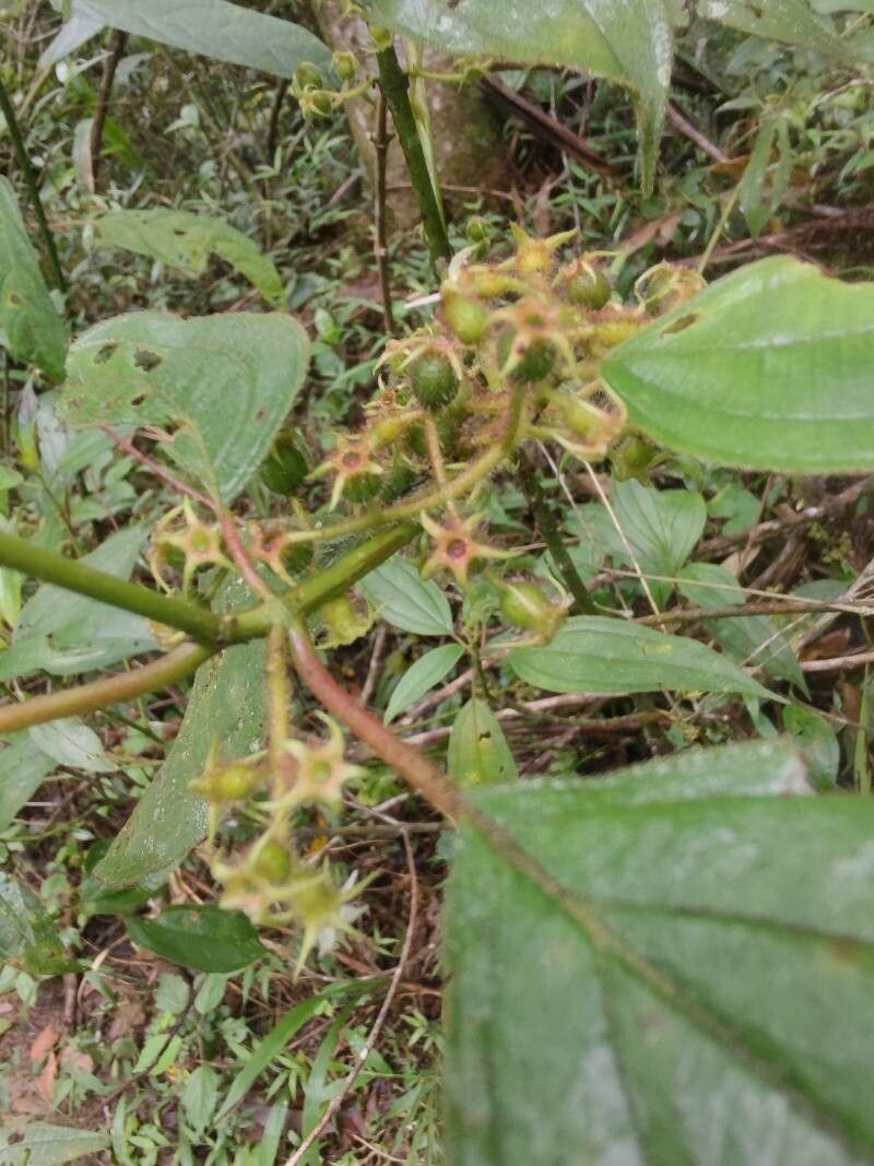 Miconia leamarginata fruit