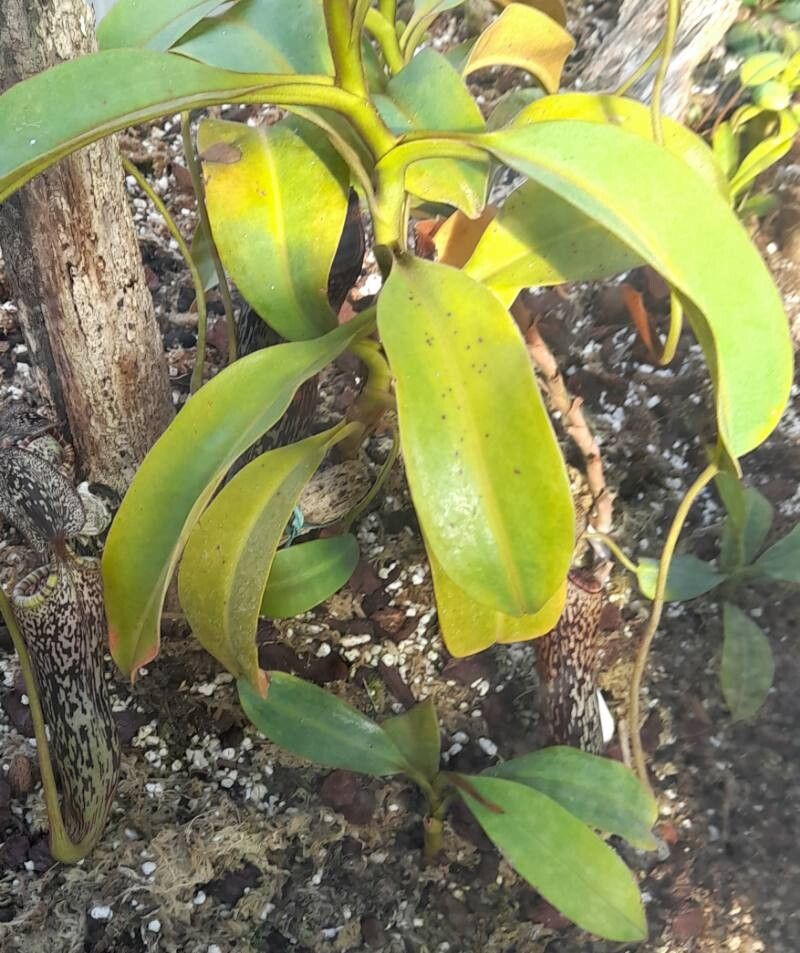 Nepenthes vogelii habit