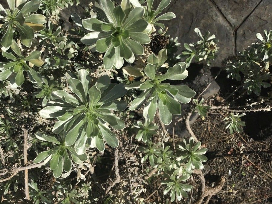 Asteriscus intermedius — related species from the same genus