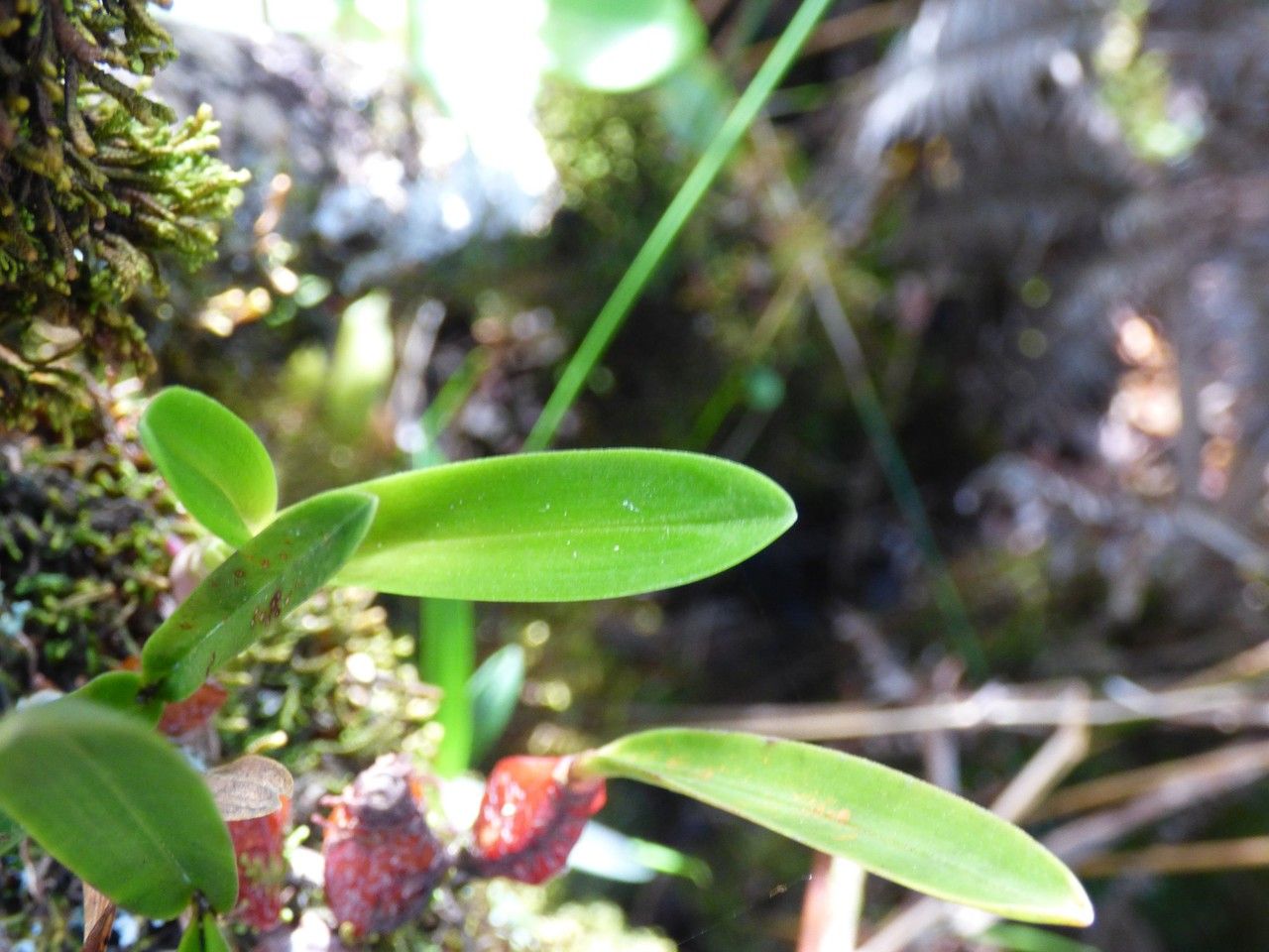 Bulbophyllum cylindrocarpum leaf