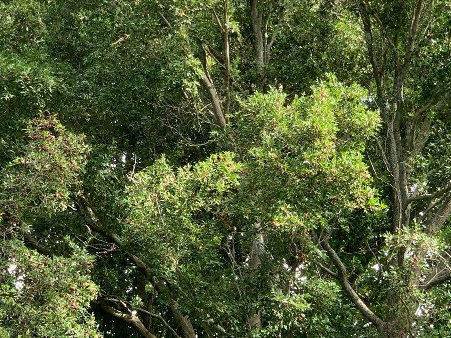 Nectandra ramonensis — search result for 'Lauraceae'