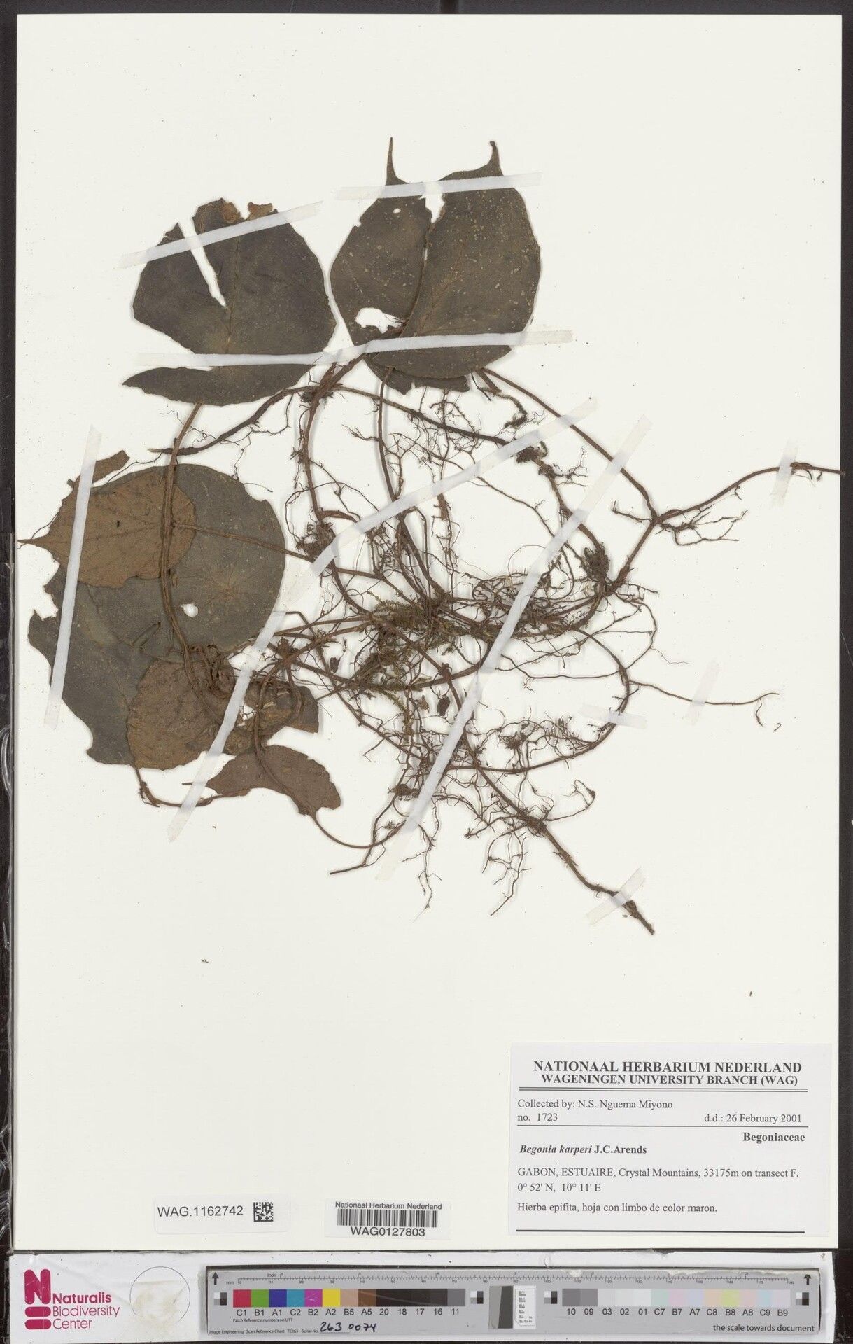 Begonia karperi — houseplant care guide